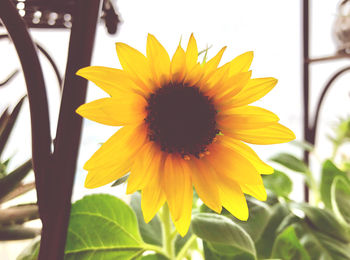 Close-up of sunflower