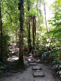 Footpath amidst trees in forest