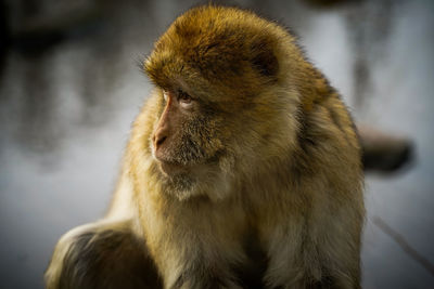 Close-up of monkey