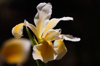 Close-up of white flower against black background