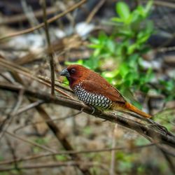 Close-up of bird perching outdoors