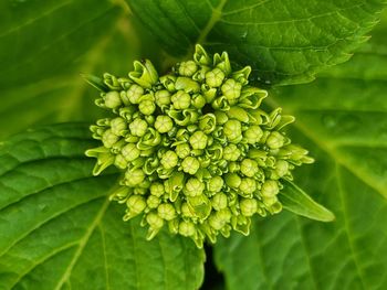 Close-up of fresh green leaves