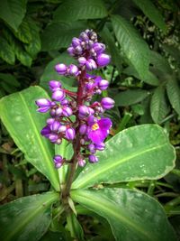 Close-up of purple flowers