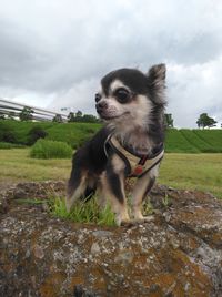 Portrait of a dog on field