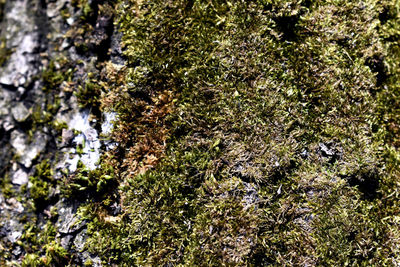 Full frame shot of moss growing on tree trunk