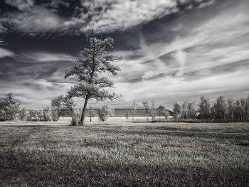 Trees on field against sky