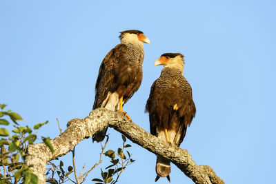 Low angle view of bird perching on tree against clear sky