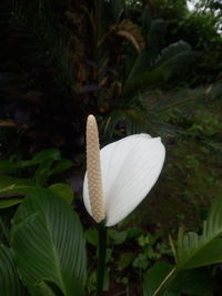 Close-up of white flowering plant