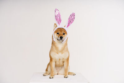 Portrait of dog against white background