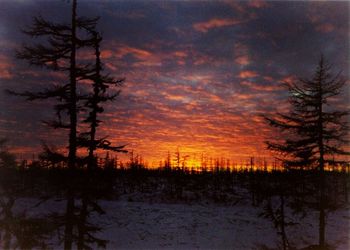 Silhouette of pine trees during sunset