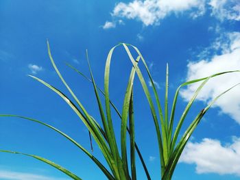 Low angle view of stalks against blue sky