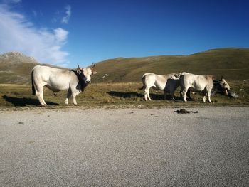 Cows on the road