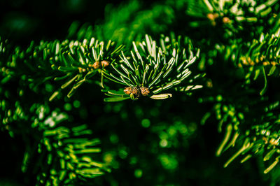 Close-up of insect on pine tree