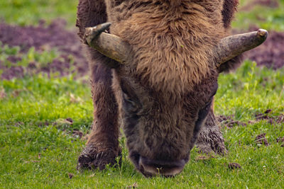 Full length of a horse on field