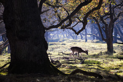 Deer in a field