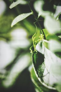 Close-up of insect on plant