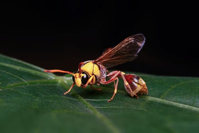 Close-up of insect on leaf