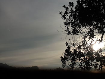 Silhouette trees on field against sky at sunset
