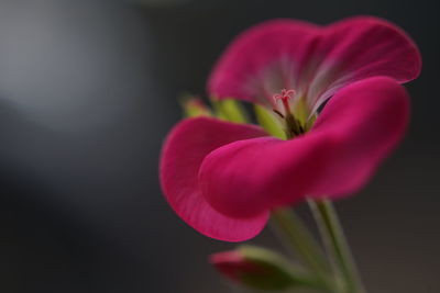 Close-up of pink flower blooming outdoors