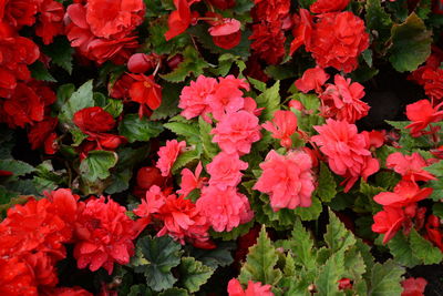 High angle view of red flowering plants