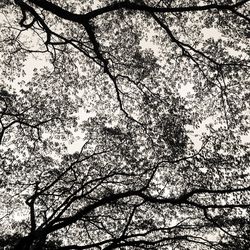 Low angle view of bare trees against sky