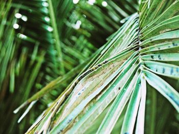 Close-up of green leaves