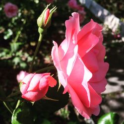 Close-up of pink rose blooming outdoors