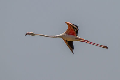 Low angle view of bird flying in sky