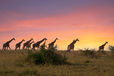 Baringo giraffe, giraffa, uganda