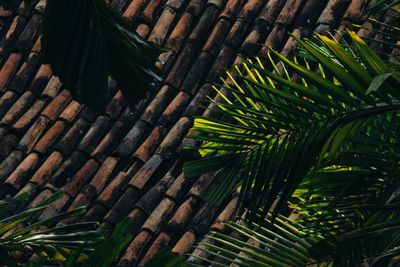 Full frame shot of palm tree leaves