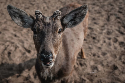 Close-up portrait of horse