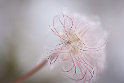 Close-up of flower