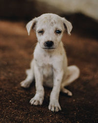 Close-up portrait of puppy