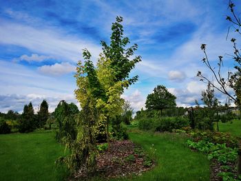 Trees on field against sky