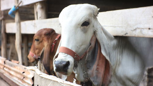 Close-up of a horse in stable