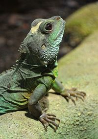 Close-up of lizard