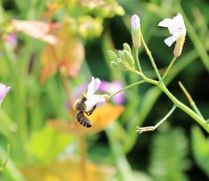 Close-up of bee pollinating on flower