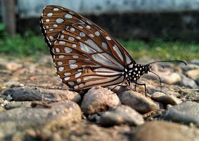 Close-up of butterfly