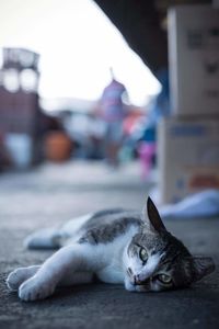 Portrait of cat lying down