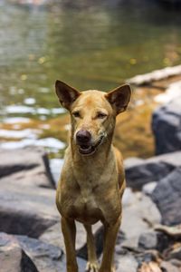 Portrait of dog standing on lake