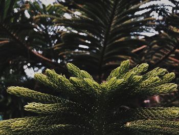 Close-up of fern leaves