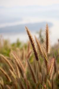 Close-up of plants on field against sky