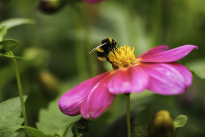 Close-up of bee on pink flower