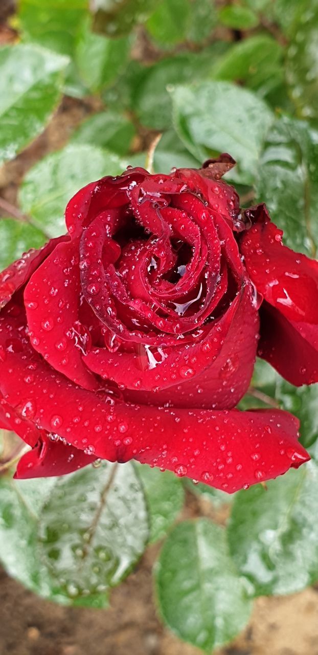 CLOSE-UP OF WET RED ROSE ON RAINY DAY