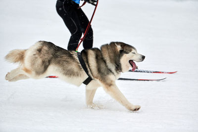 Skijoring dog racing. winter dog sports competition. siberian husky dog pulls skier. active skiing