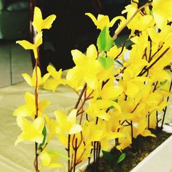 Close-up of yellow flowers blooming outdoors