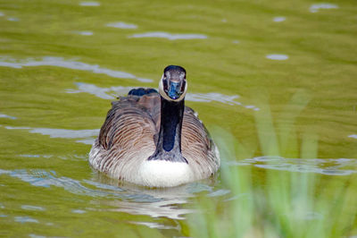 Duck swimming in lake