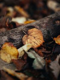 Close-up of dry leaves on field