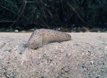 Lizard on sand