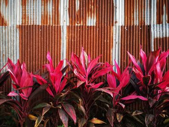 Close-up of pink flowering plants